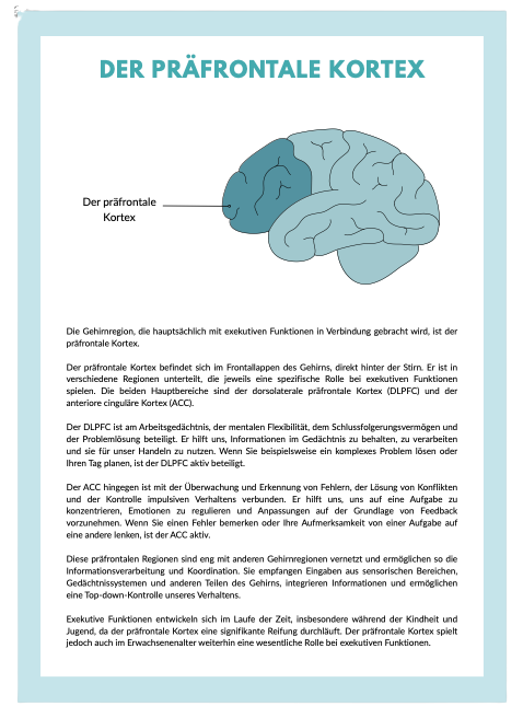 Der Prefrontale Cortex